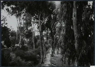 Tree-lined dirt path at Nicosia with tall pale-trunked trees and bushes on one side