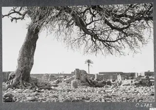 Ruins of the Temple of Aphrodite at Kouklia seen beneath a large bare tree