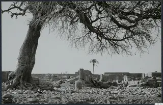 Temple of Aphrodite ruins at Paphos with a large bare tree over scattered stone blocks