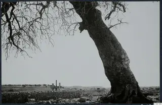 Large leaning tree beside a low dry-stone wall in open countryside at Kouklia