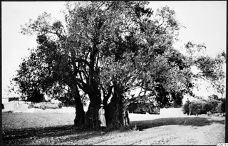 Giant olive tree at Pera, Mesaoria, with a woman in a light dress and hat standing at its trunk.