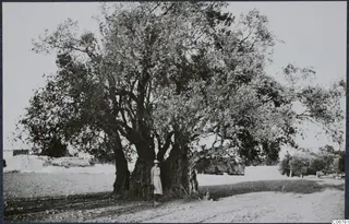 Giant olive tree at Pera, Mesaoria, with a woman standing at the base of its trunk