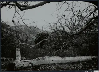 Bare tree branches framing a hillside landscape on the Karpas peninsula, with a stone trough or wall in the foreground.