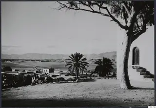 Buildings, palm trees and a large tree with mountains behind the flat land at Nicosia