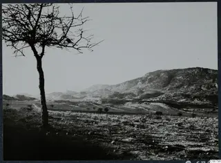 Bare tree on a dry stony slope with rolling hills and a mountain ridge behind it.