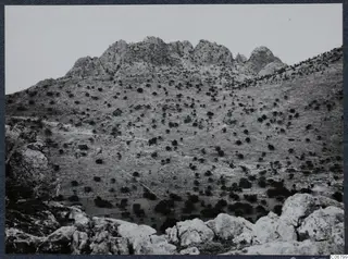 Rocky hillside with scattered scrub trees and jagged limestone outcrops under a pale sky, near Kythrea.