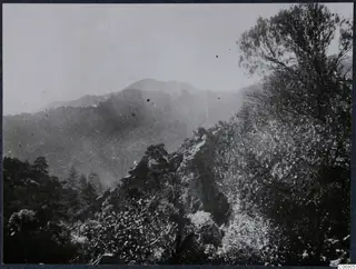 Mountain landscape with trees at Machairas, Troodos