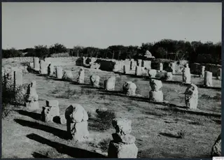 Rows of stone column drums on bases and low walls among trees at Salamis.