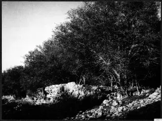 Stone wall among rocks and tall trees at Salamis, Famagusta