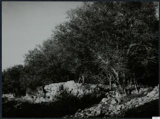 Stone wall among rubble and dense trees at Salamis, Famagusta.