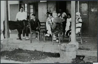 Café veranda in Karavostasi with Einar Gjerstad and John and Rosa Lindros, seated beside a cow
