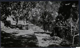Trees and low stone walls on a sloping ground at Machairas, Troodos