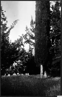 Several people in tall grass beside a tall cypress tree in the Kyrenia Mountains