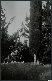 Several people in pale clothing sitting in tall grass beside a tall dark conifer in the Kyrenia Mountains