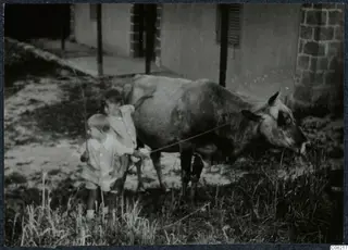 Two children leading a cow past a whitewashed building with a brick corner.