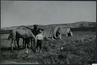 Camels and a man holding a bucket beside canvas tents at Oura