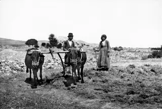 Two oxen yoked to a wooden threshing frame, with a man in a hat behind them and a woman holding a long stick beside them, at Enkomi.