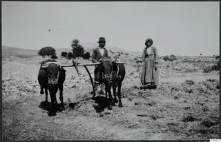 Man with a yoke of two oxen and a woman with a stick on straw-strewn ground at Enkomi, threshing