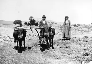 Two oxen yoked to a wooden beam, with a man and a woman standing beside them at Enkomi