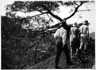 Three people in hats walk away along a hill path beneath a large pine tree.