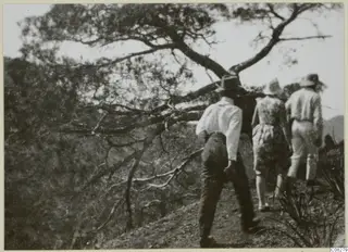 Three men in hats walking away along a path on a hillside beside a large spreading tree