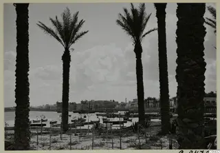 Harbour with moored boats seen between tall palm trunks, with a town along the far shore, North Africa.
