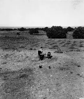 Person beside a low cart hitched to two dark animals in an open field, with trees and a distant strip of sea