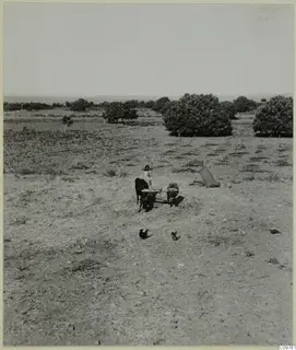A person stands between two yoked cattle, joined by a wooden beam, in an open dry field with scattered trees