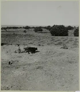 Person walking behind a yoked pair of cattle across a straw-strewn field, with trees and the sea beyond.