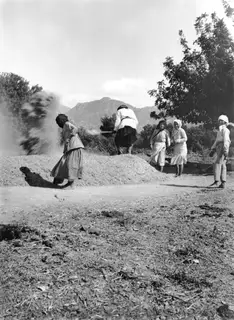 Women threshing grain on bare ground at Kyrenia, with a heap of grain, dust in the air and a mountain behind