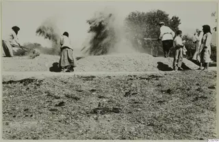 Several people winnowing a heap of grain on a threshing ground, dust rising, with trees behind