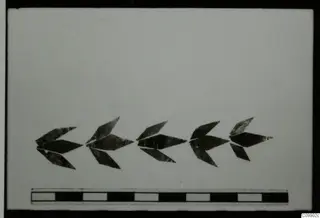 Five small leaf-shaped ornaments from Ajii Omologitades, Politiko and Limassol Oasis, laid in a row