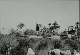 Ruined church with broken walls and pointed window openings, rising above palm trees and scrub at Famagusta