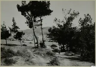 Dirt track through pine trees and scrub, with one man walking on the right and low hills in the background.