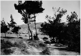 Dirt track between pine trees, with a single person walking across a field toward hills in the distance