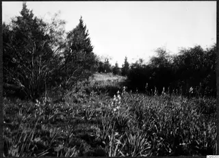 Grassy ground with pale flowering plants and trees, Mesaoria