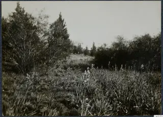 Rough grassland with scrub and tall trees in the Mesaoria