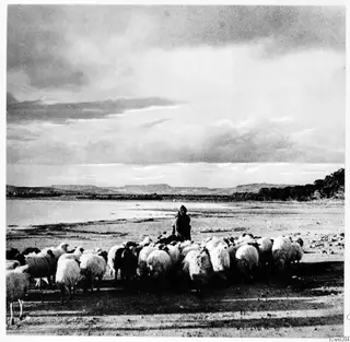 A person in a dark hooded cloak stands among a flock of sheep on a flat plain in Mesaoria, with hills behind.