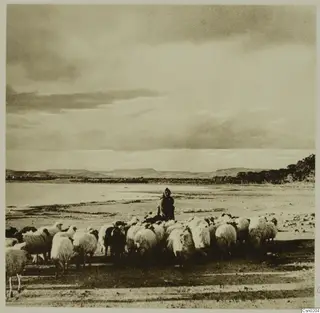 Flock of sheep on flat ground with a standing figure in dark clothing, low hills and trees behind, Mesaoria