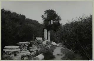 Column bases, standing column shafts and fallen drums among shrubs and a tree at Salamis