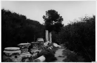 Column bases, column drums and two standing columns among bushes and a tree at Salamis