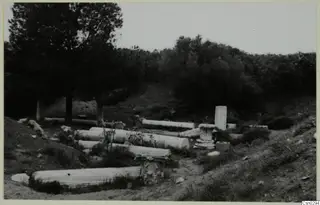 Fallen fluted column drums and a standing column drum among grass and trees at Salamis, Famagusta