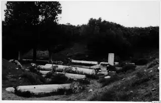 Fallen column drums and a capital among grass and trees at Salamis, Famagusta.