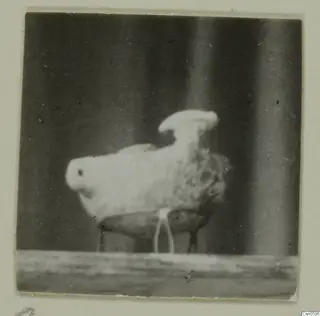 Pale object with a rounded head and short legs, photographed against a dark background and mounted on a card