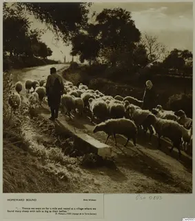 Flock of sheep on a dirt track between trees, with a man and a woman herding them