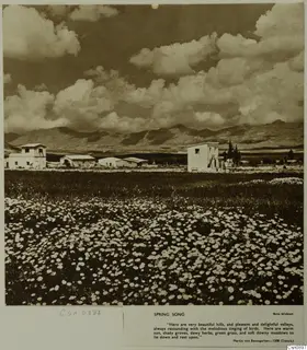 Field of white flowers with low white buildings, a dark tree and hills under a cloudy sky