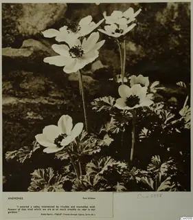 White anemone flowers with dark centres among finely divided leaves and rocks, mounted on a card with a printed quotation