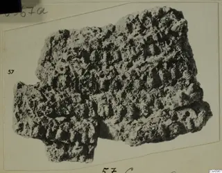 Encrusted fragment of a find from Amathus, with a ridged, pitted surface, shown on a mounted print
