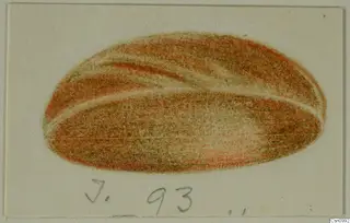 Coloured drawing of an oval object with reddish and brown banding on a cream sheet