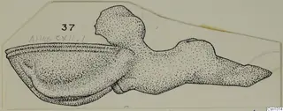 Drawing of a stone object with a deep hollow at one end, a rounded knob in the centre and a tapering arm to the right